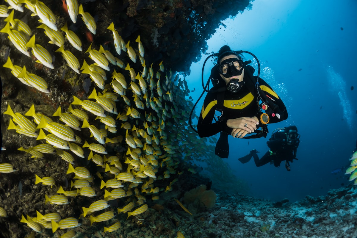 Scuba divers exploring a reef with a school of fish